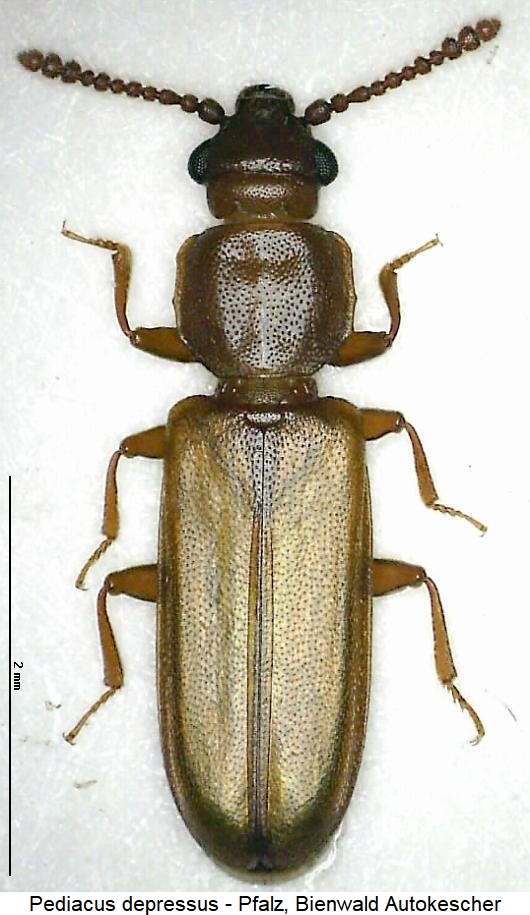 pediacus_depressus_hab.jpg