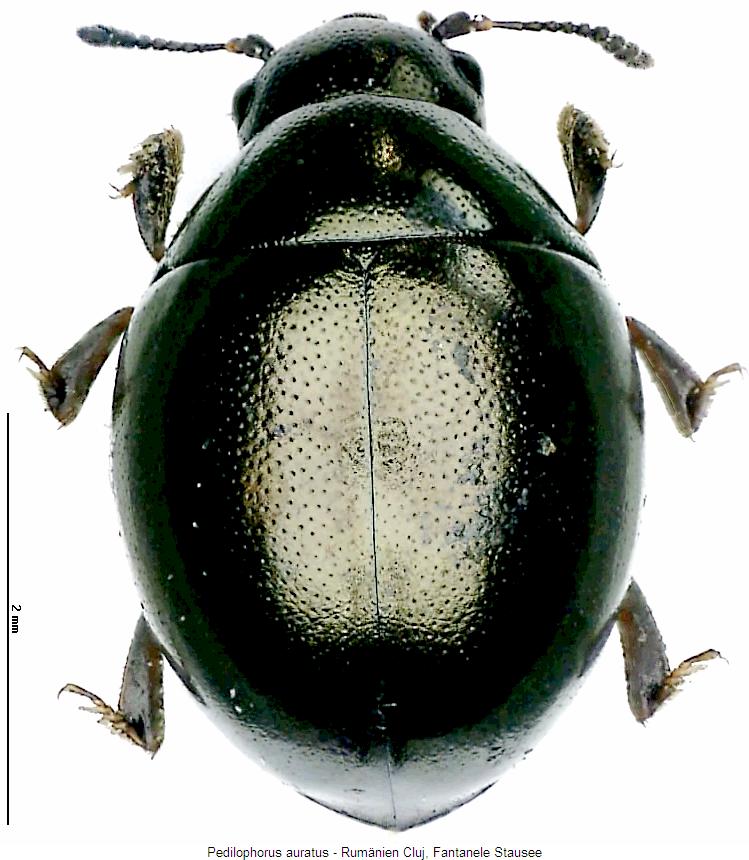 pedilophorus_auratus_hab.jpg