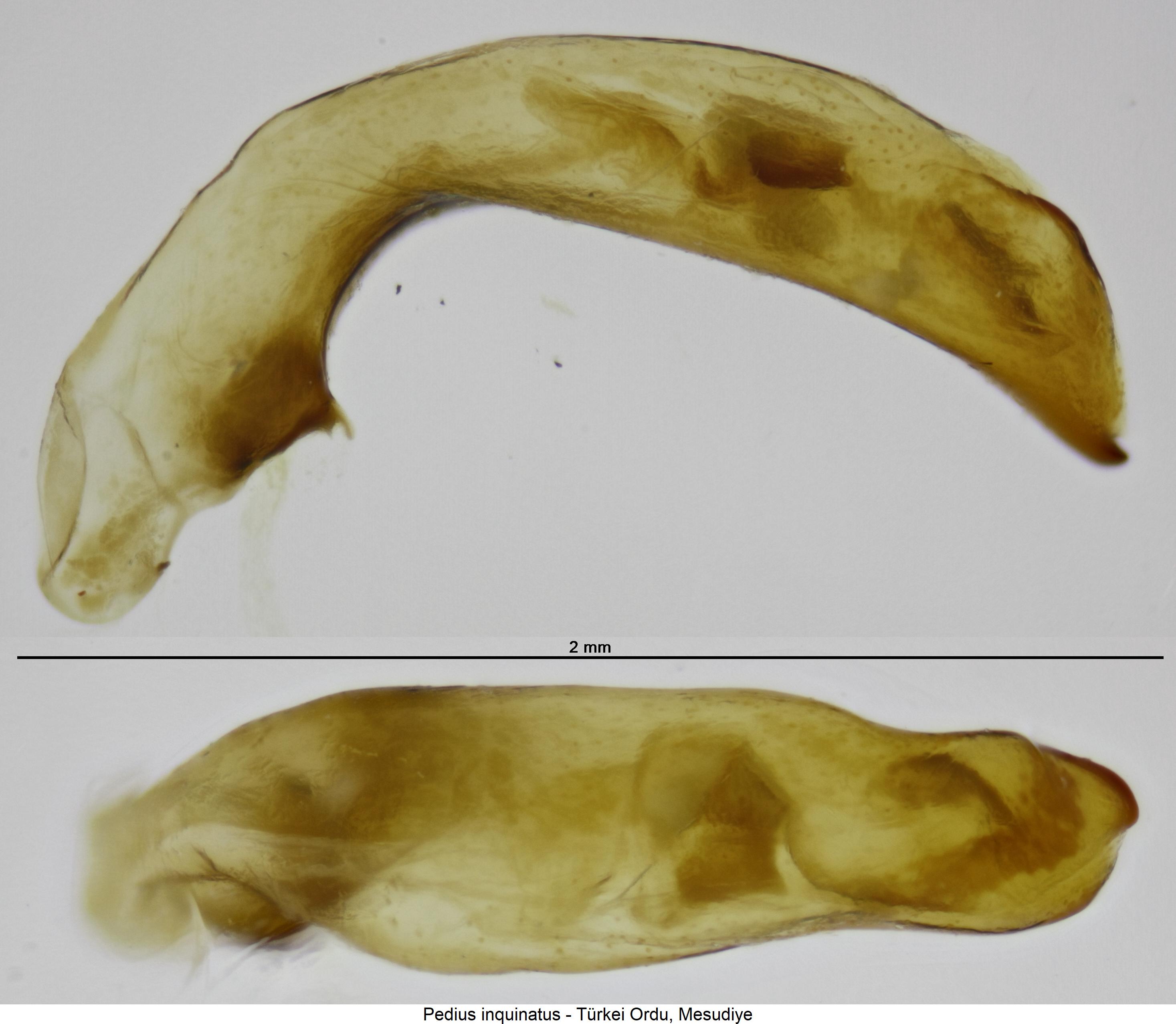 pedius_inquinatus.jpg