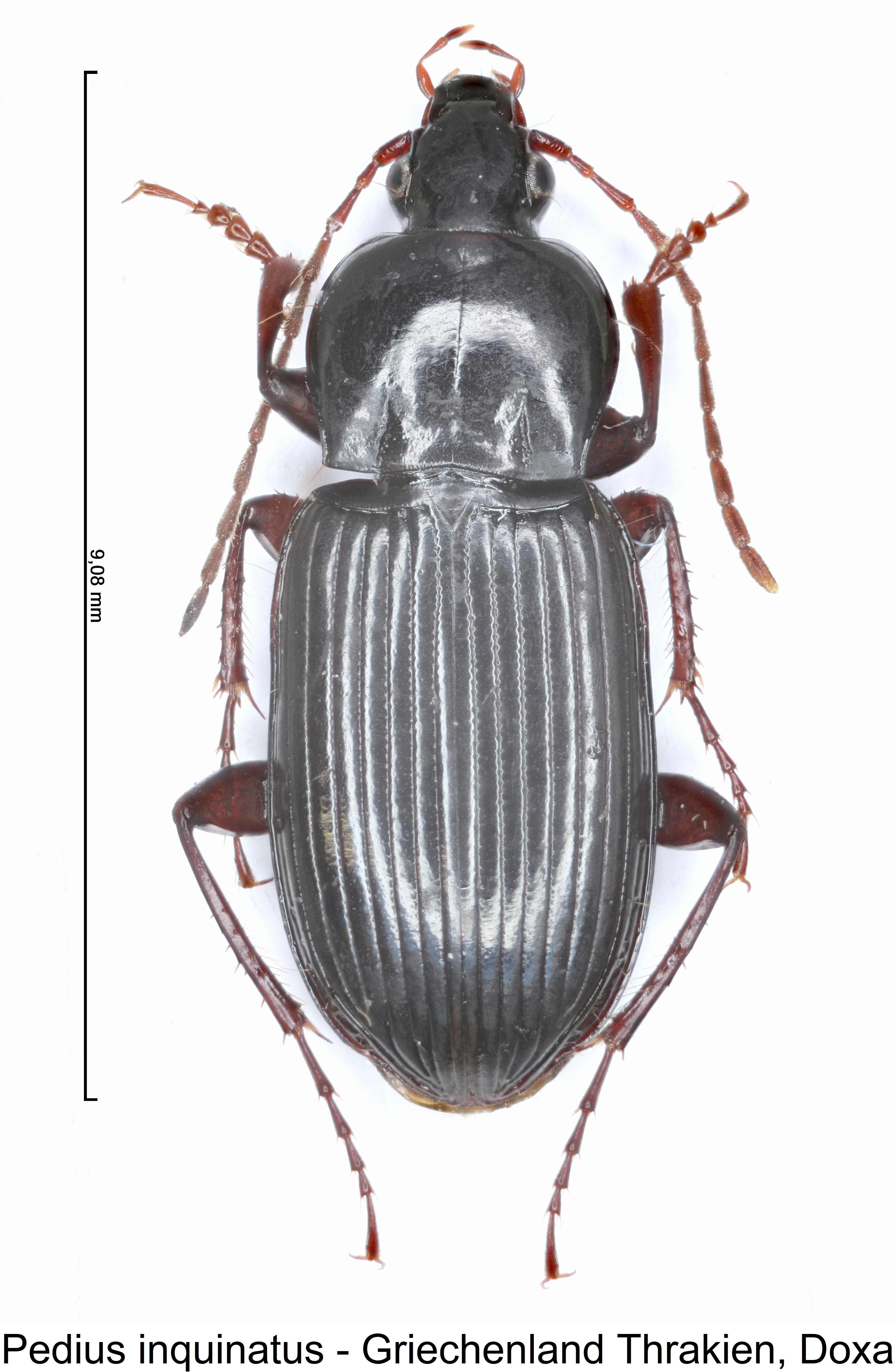 pedius_inquinatus_hab.jpg
