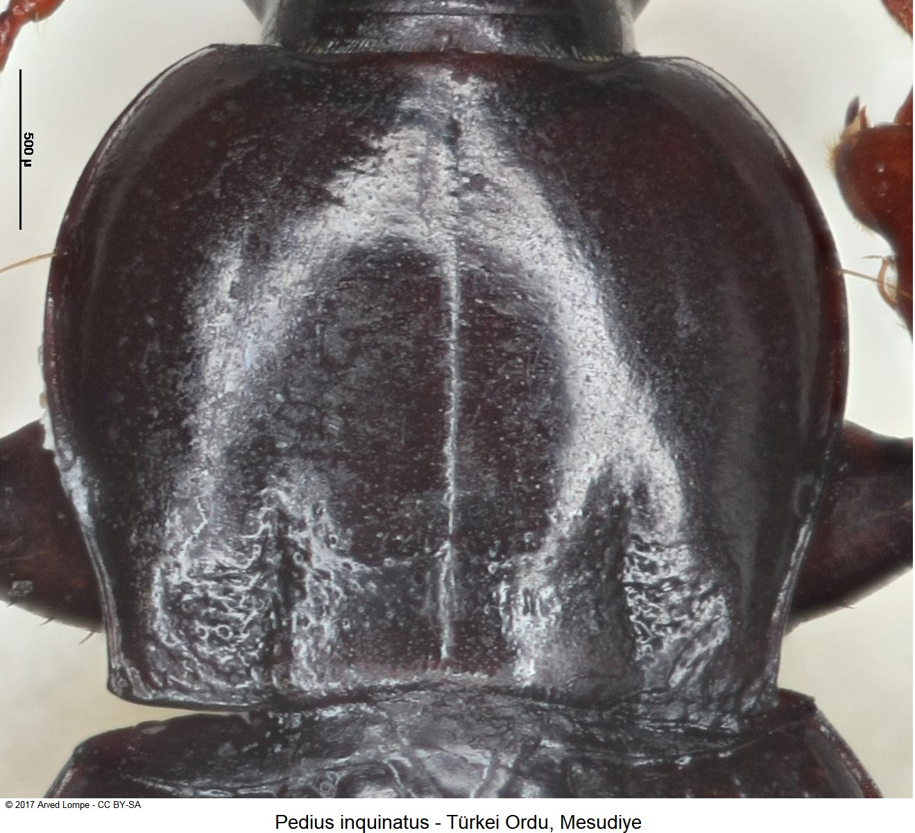 pedius_inquinatus_hsch1.jpg