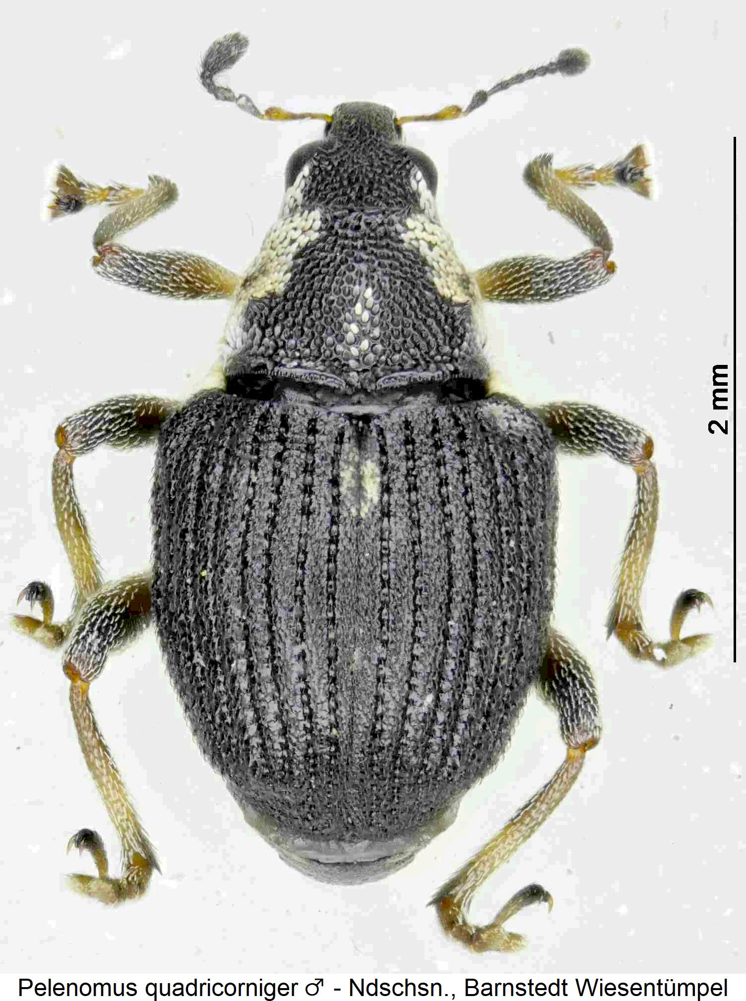 pelenomus_quadricorniger_m_hab.jpg