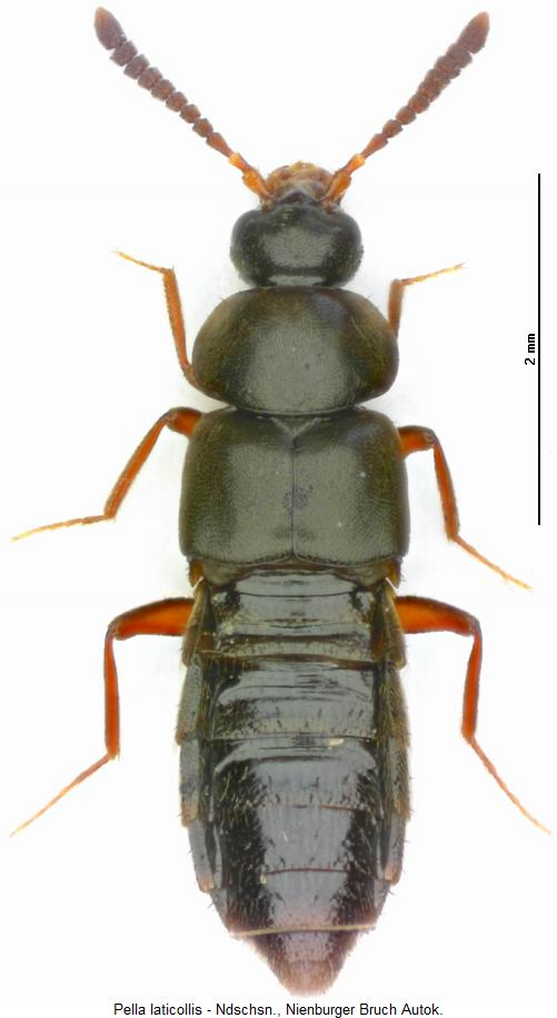 pella_laticollis_hab.jpg
