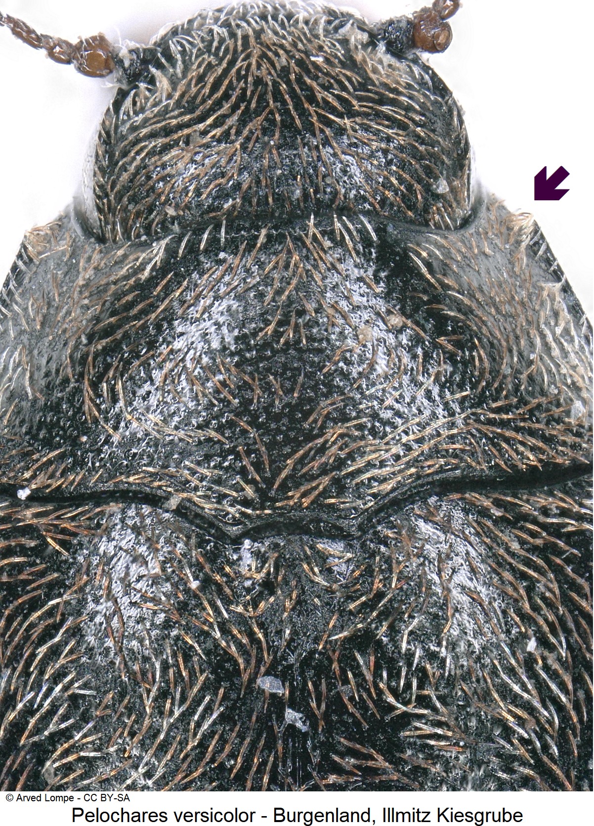 pelochares_versicolor_ck7711_vk.jpg