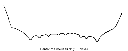 pentanota_meuseli_hlb.gif