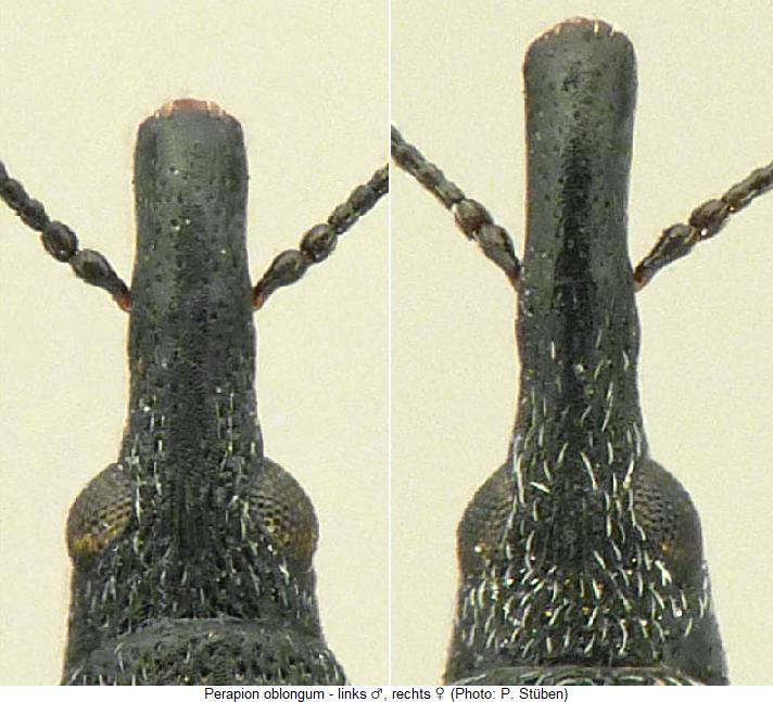 perapion_oblongum_k.jpg