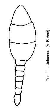 perapion_violaceum_f.gif