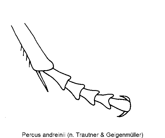 percus_andreinii_mtr.gif