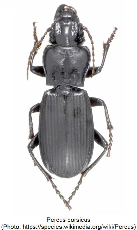percus_corsicus_hab.jpg
