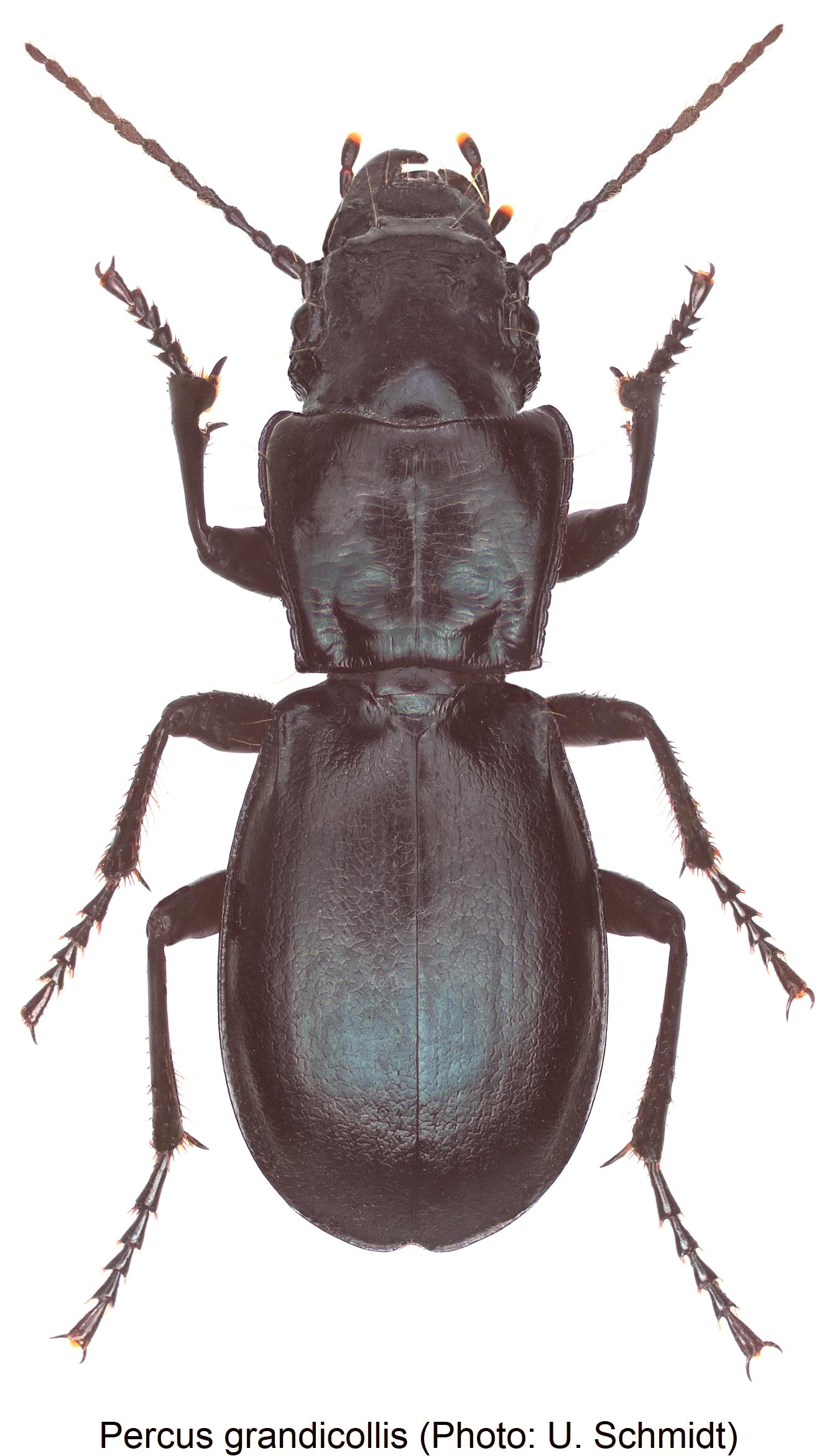 percus_grandicollis_hab.jpg