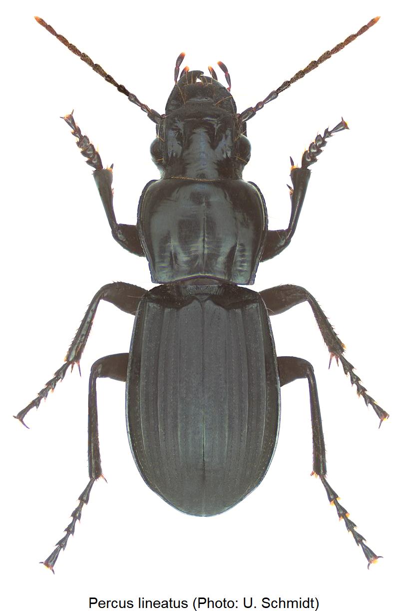 percus_lineatus_hab.jpg