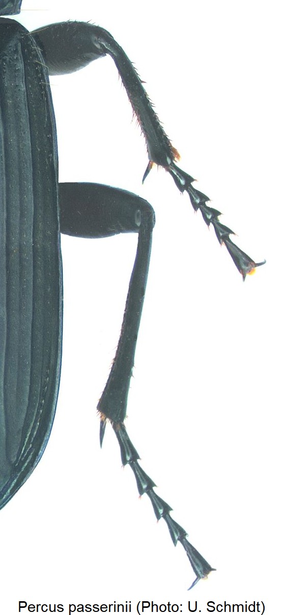 percus_passerinii_mb.jpg