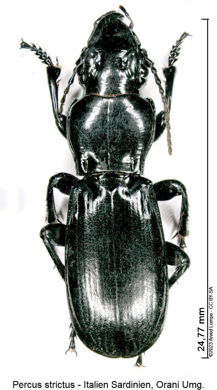 percus_strictus_hab.jpg