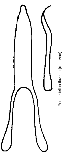pericartiellus_flavidus.gif