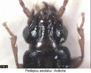 perileptus_areolatus_k.jpg