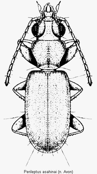 perileptus_asahinai_hab.gif
