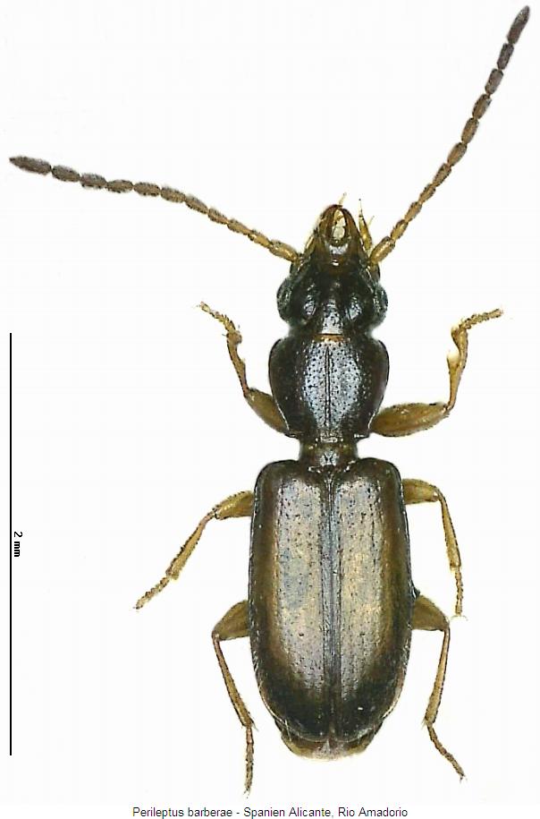 perileptus_barberae_hab.jpg