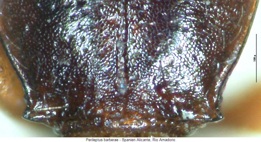 perileptus_barberae_hsch.jpg