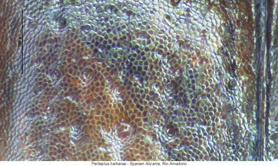perileptus_barberae_ms.jpg