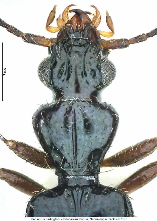 perileptus_darlingtoni_vk.jpg