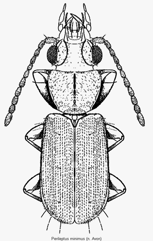 perileptus_minimus_hab.gif
