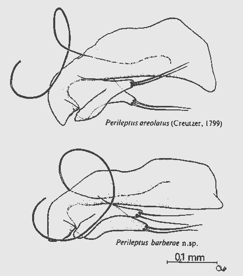 perileptus_ortuno.gif