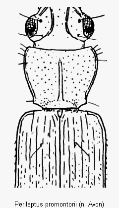 perileptus_promontorii_vk.gif