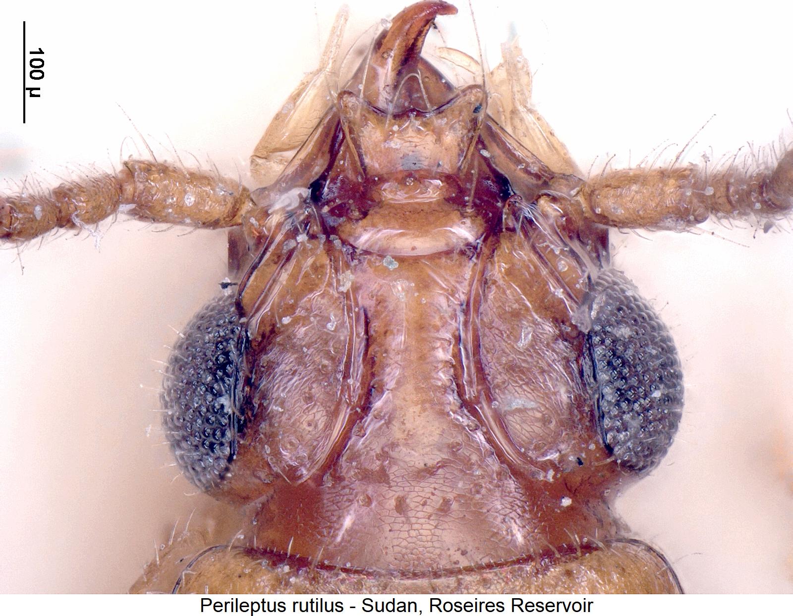 perileptus_rutilus_k1.jpg
