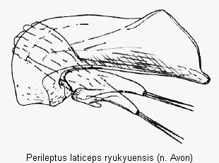 perileptus_ryukyuensis.gif