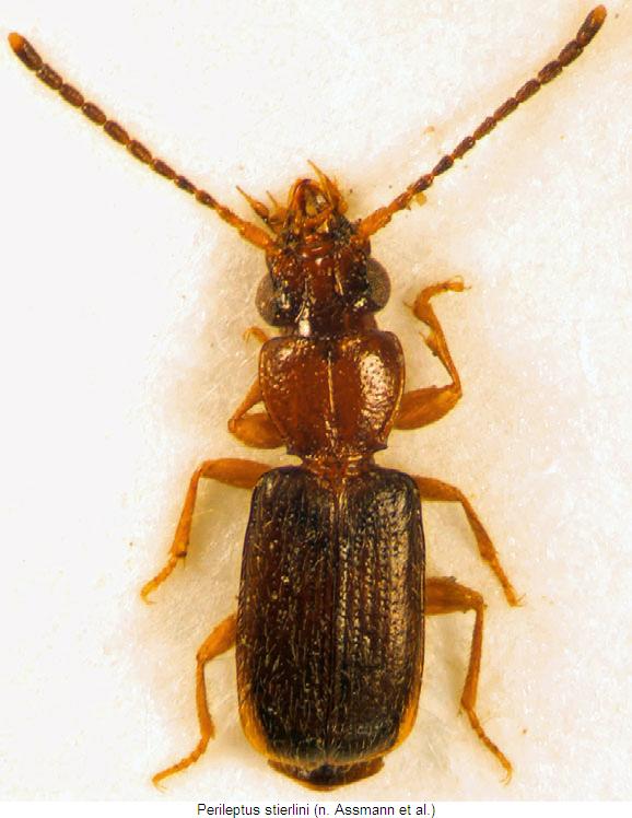 perileptus_stierlini_hab.jpg
