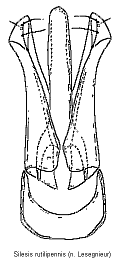 peripontius_rutilipennis.gif