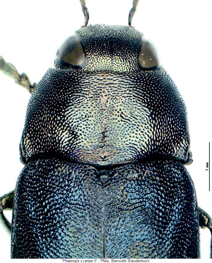 phaenops_cyanea_m_vk.jpg