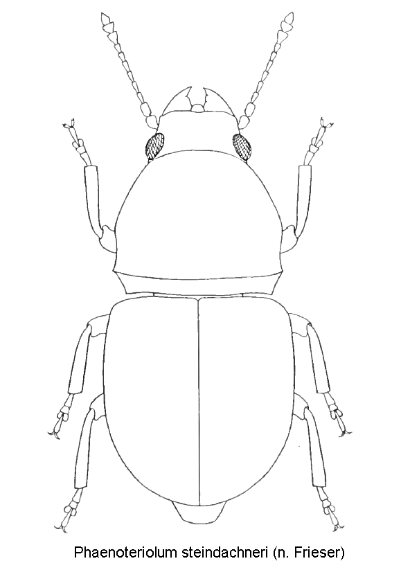 phaenotheriolum_steindachneri_hab.gif