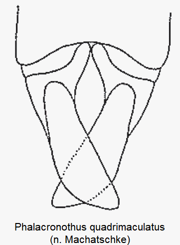 phalacronothus_quadrimaculatus.gif