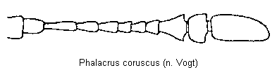 phalacrus_coruscus_f.gif