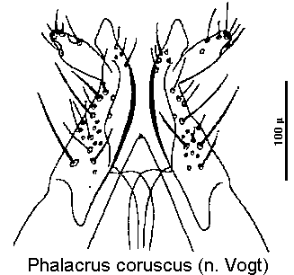 phalacrus_coruscus_ov.gif