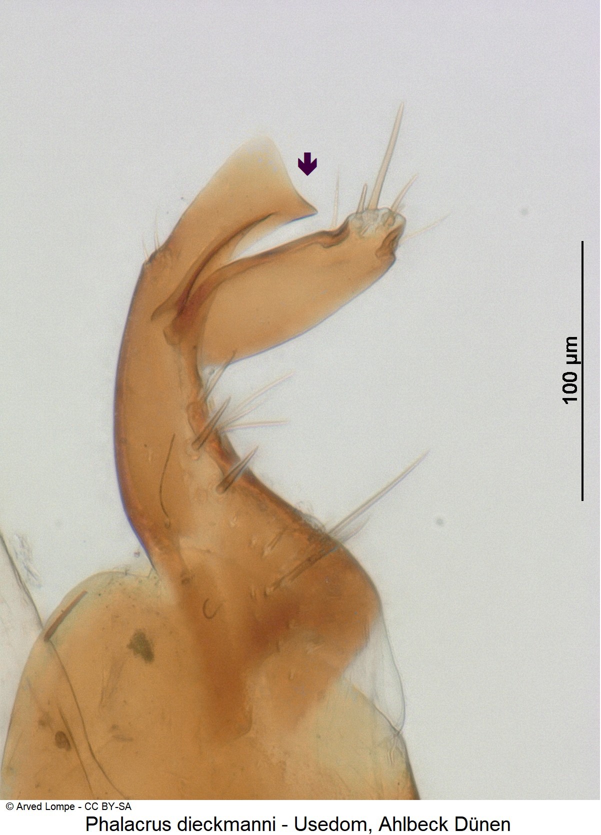 phalacrus_dieckmanni_ck23069_ovi.jpg