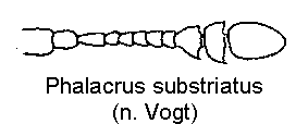 phalacrus_substriatus_f.gif