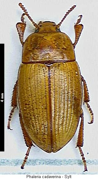 phaleria_cadaverina_hab.jpg