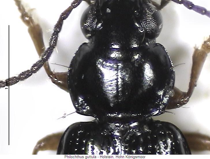 philochthus_guttula_vk.jpg