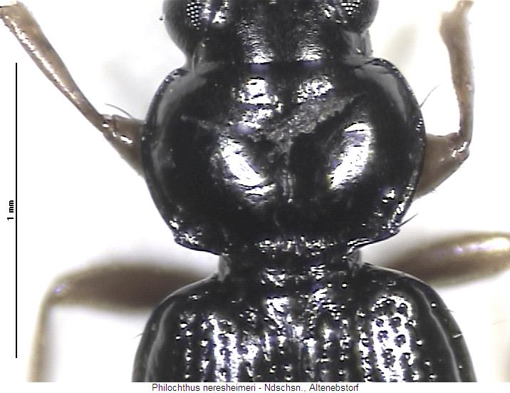 philochthus_neresheimeri_vk.jpg