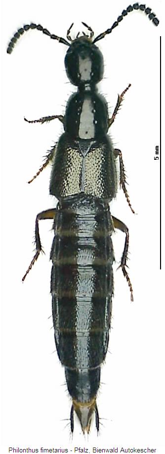 philonthus_fimetarius_hab.jpg