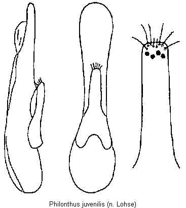philonthus_juvenilis.gif
