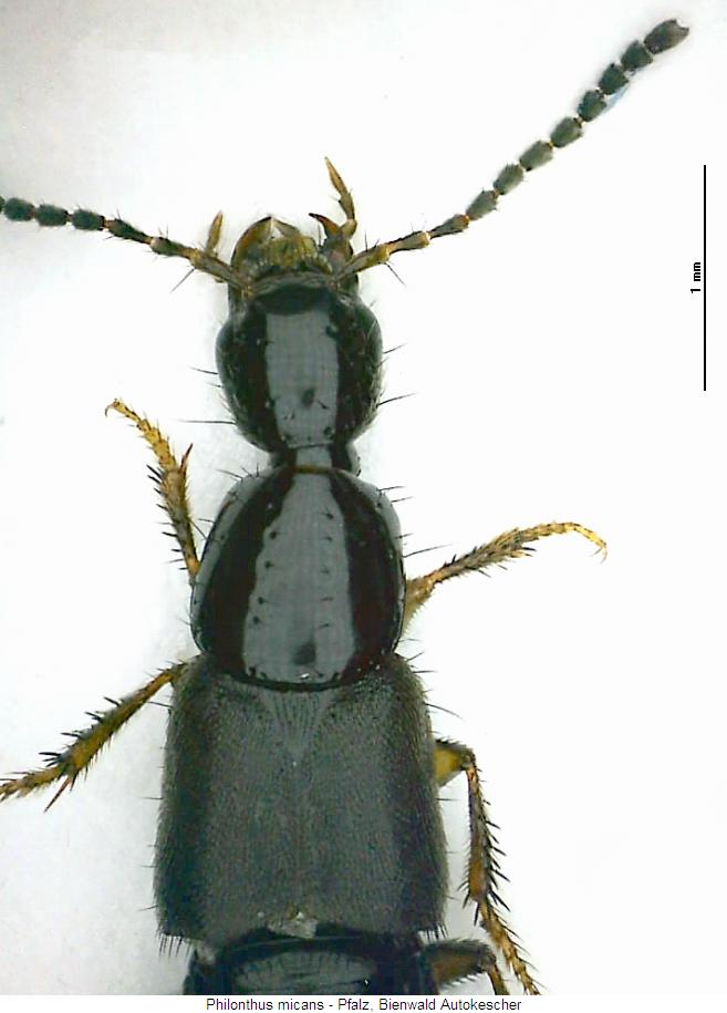 philonthus_micans_vk.jpg