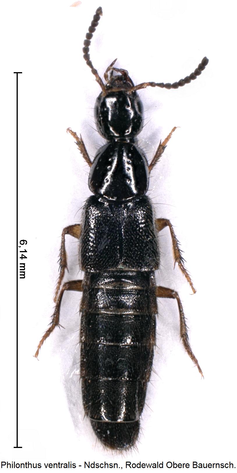 philonthus_ventralis_hab.jpg