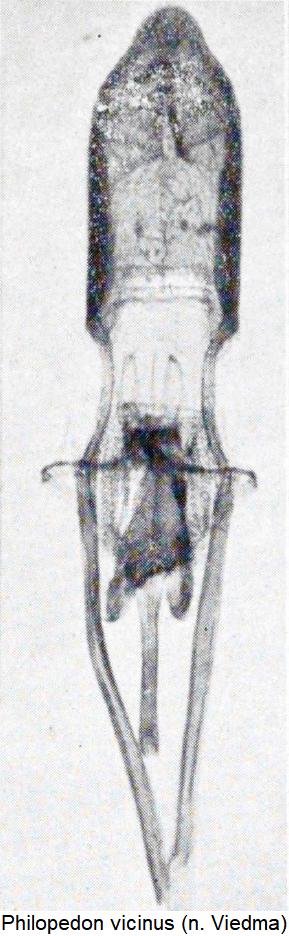 philopedon_vicinus.jpg