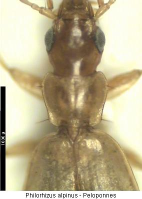 philorhizus_alpinus_vk.jpg