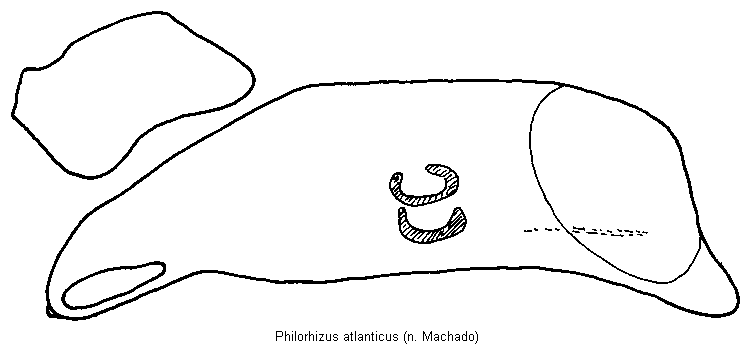 philorhizus_atlanticus.gif