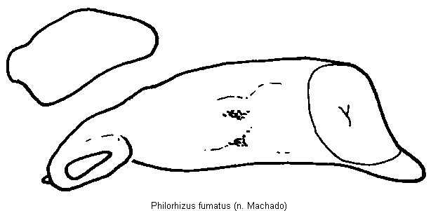 philorhizus_fumatus.gif
