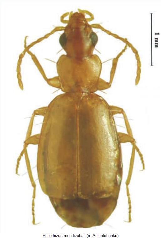 philorhizus_mendizabali_hab.jpg